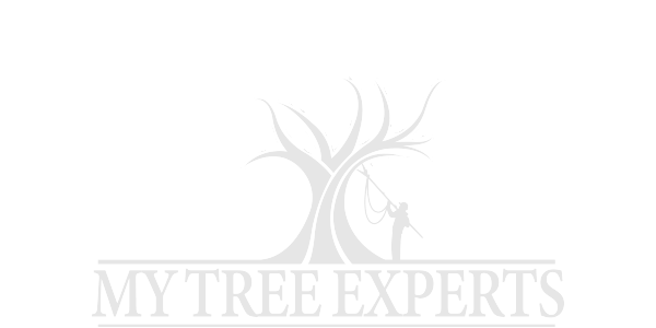 Tree 16
